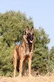 MALINOIS 122